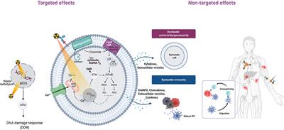 Revisiting the Radiobiology of Targeted Alpha Therapy